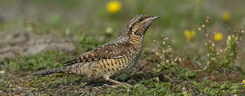 Veluwse Draaihalzen en IJsvogels