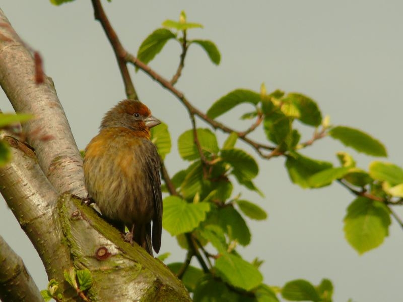 Mexicaanse Roodmus geeloranje variant, Werkendam, 30 april 2015. - foto: Corry van Elzelingen